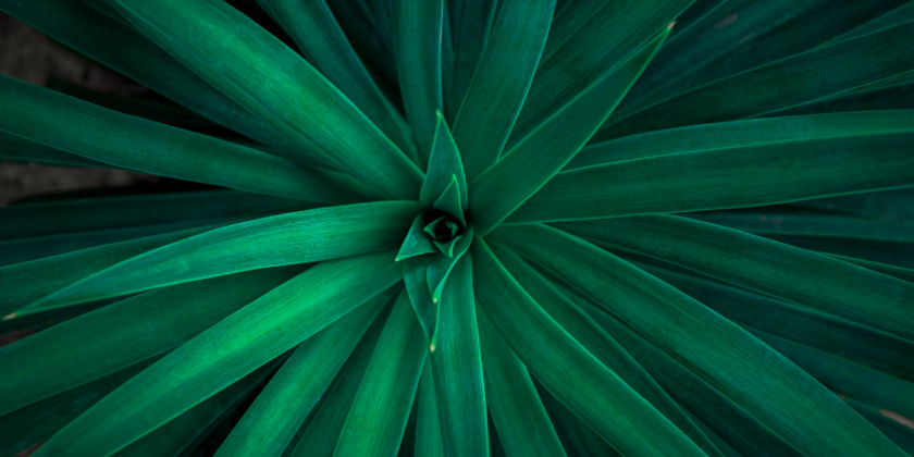 green plant, long leaves